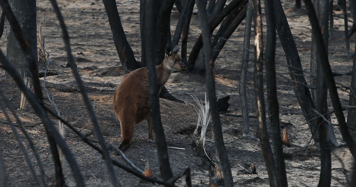 Australia's unprecedented fires have left 113 species in need of 'urgent help'