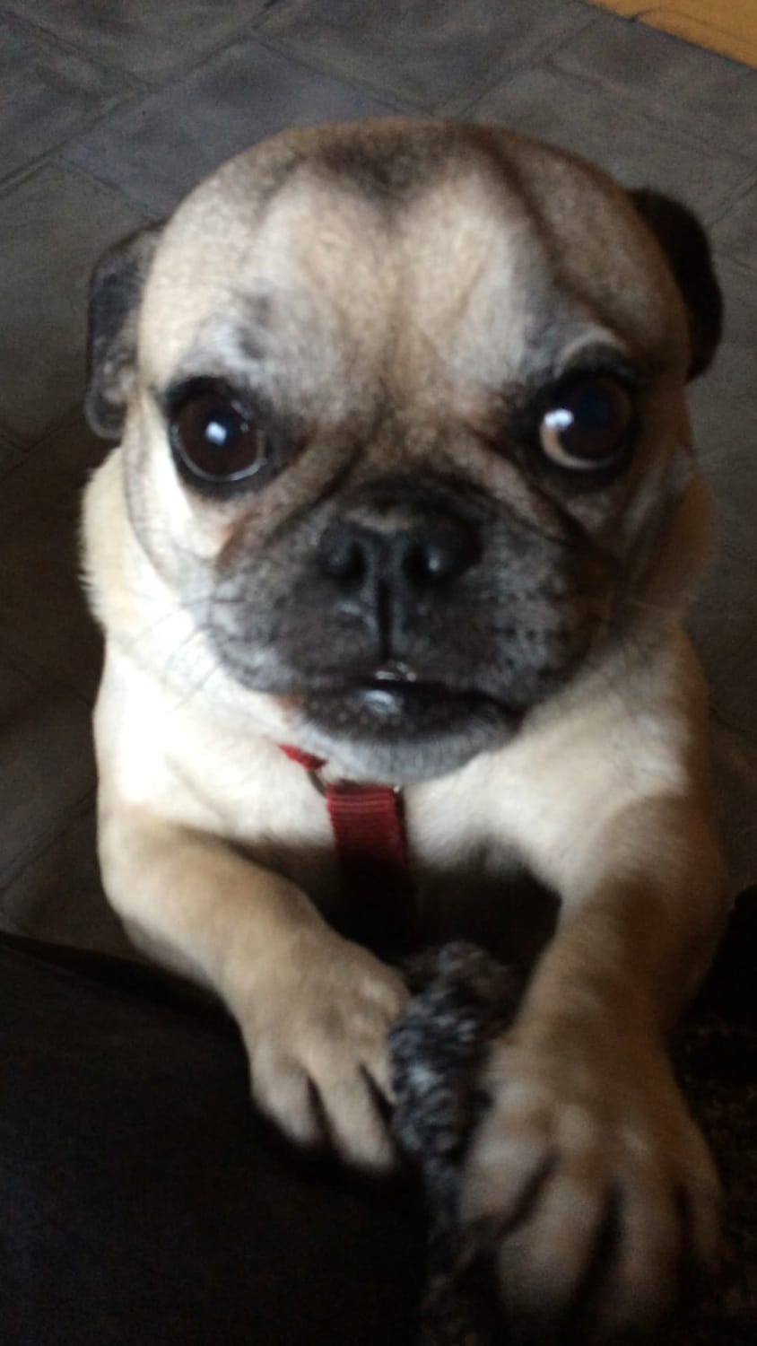 This is Paula the Pug. She wants cookies on my cake day.