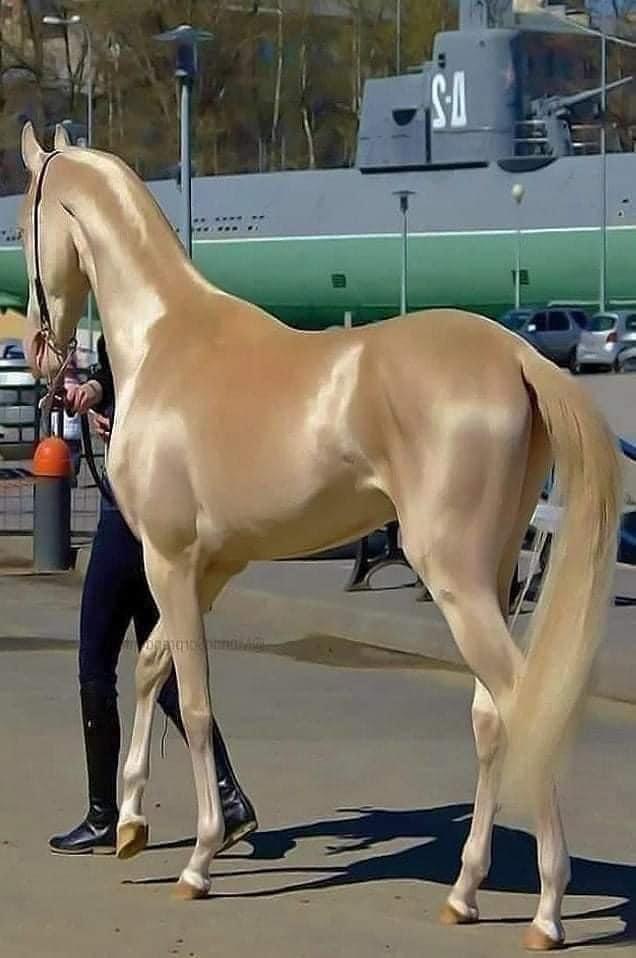 Akhal-teke, a race of horses aged over 3.000 years. As if fabric of silk and pearls, the race originates from Turkmenistan, where it is a national symbol. He is also called the ′′ golden ′′ horse because of his looks.