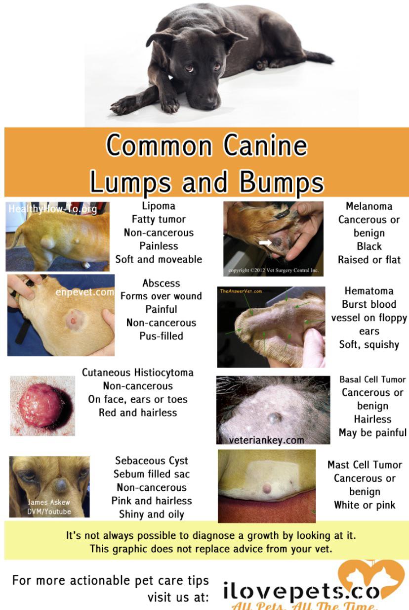 Common Canine Lumps and Bumps