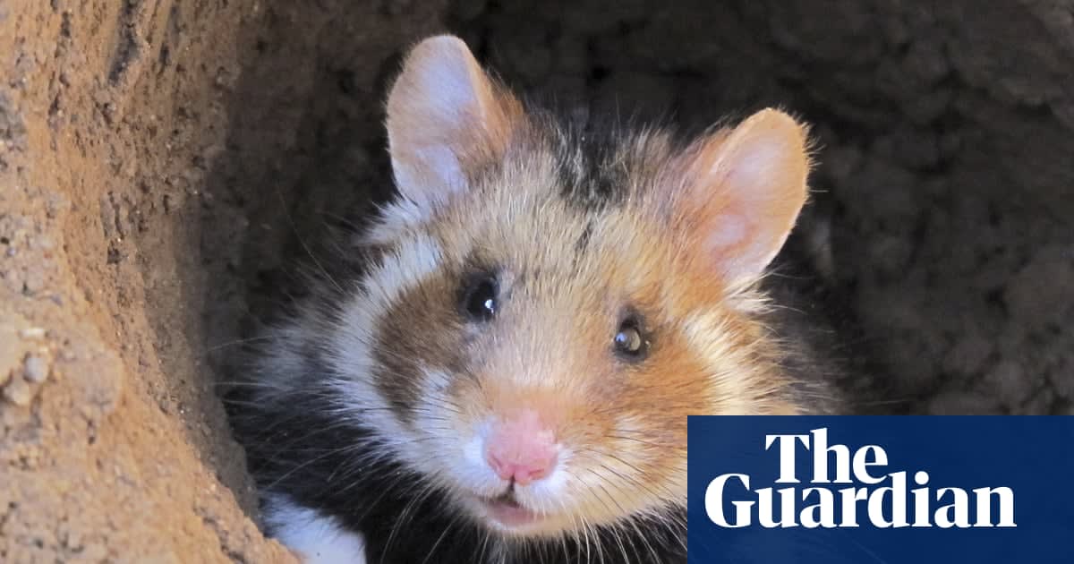 European hamster and caterpillar fungus on brink of extinction