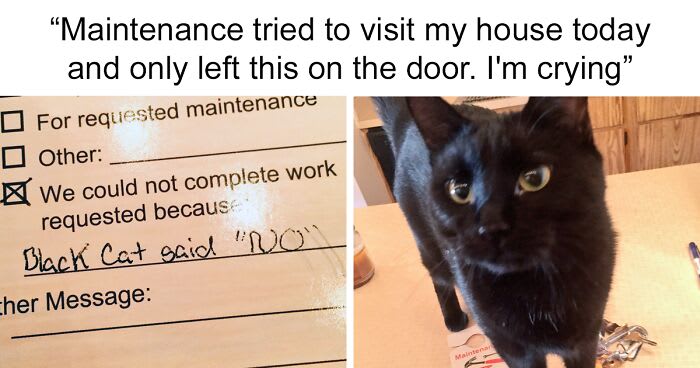 50 Hilarious Photos That Prove Cats Are The Biggest Jerks