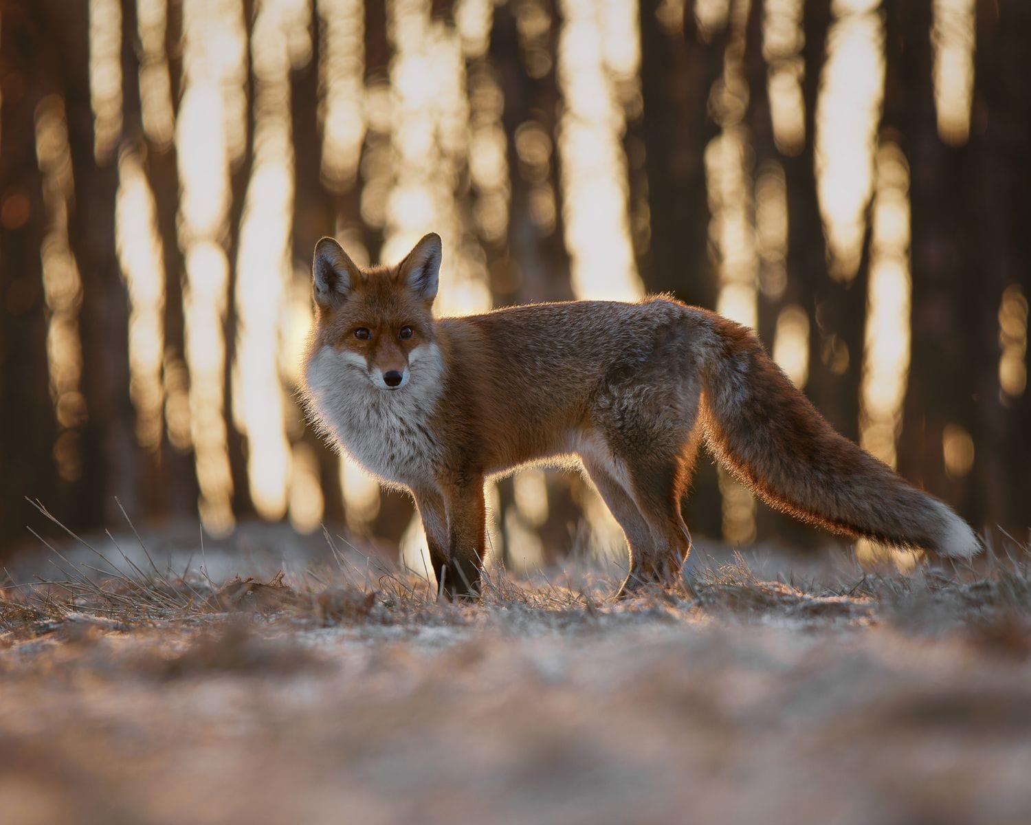 Sunrise with red fox
