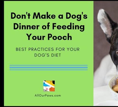 Don't Make a Dog's Dinner of Feeding Your Pooch - All Our Paws