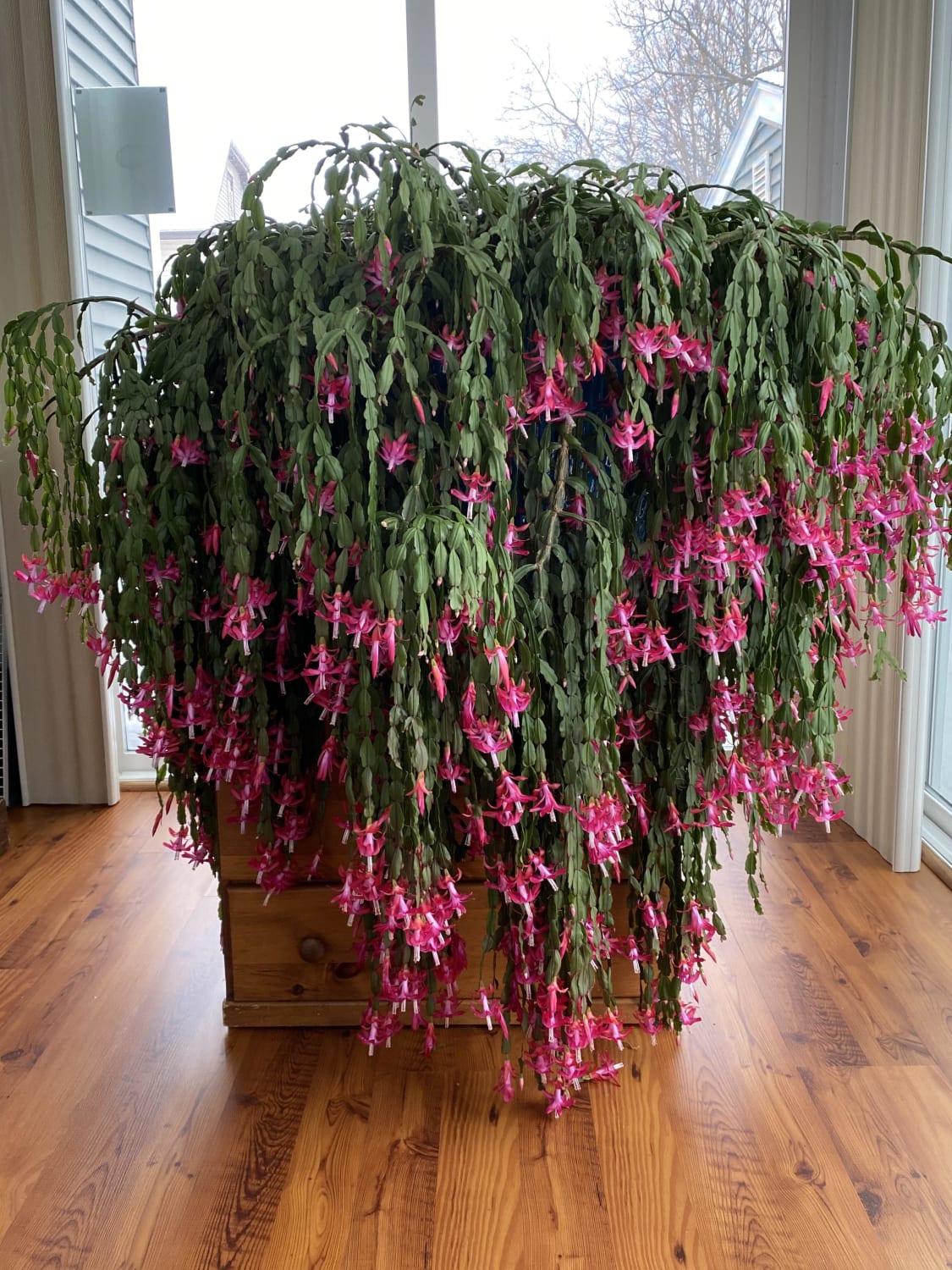 I found a photo of her flowering! 75 y/o Christmas cactus.