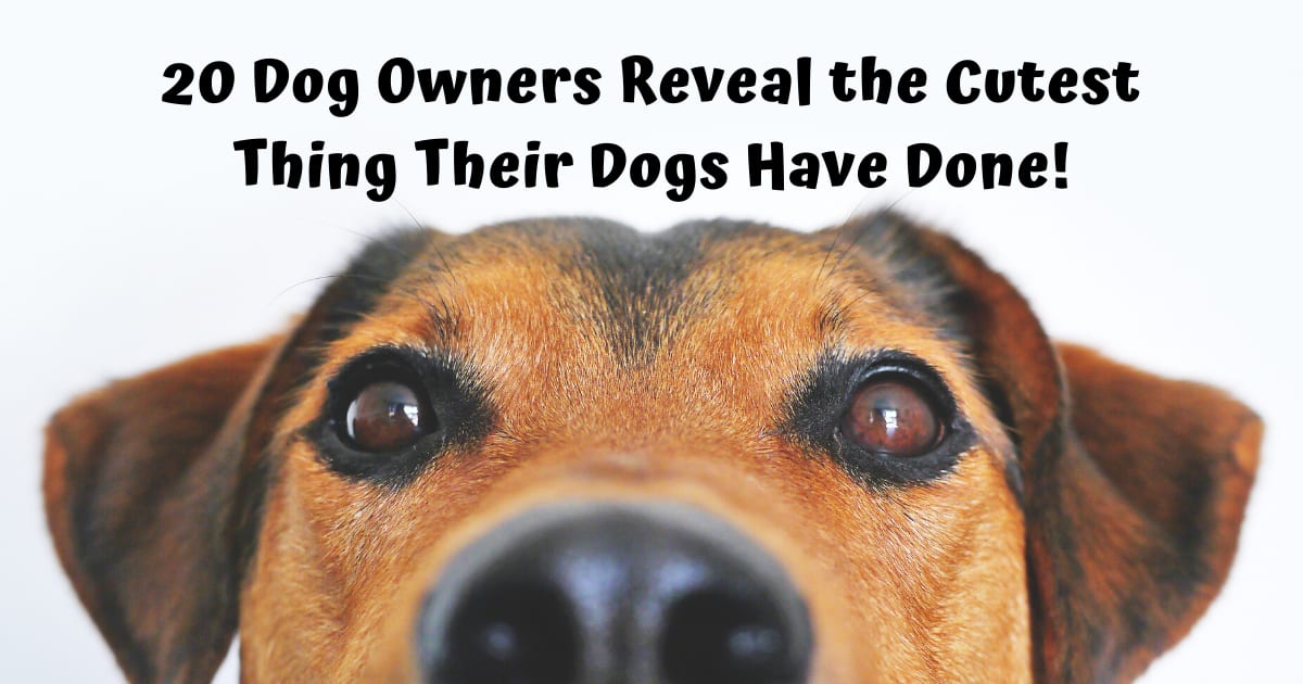 20 Dog Owners Reveal the Cutest Thing Their Dogs Have Done!