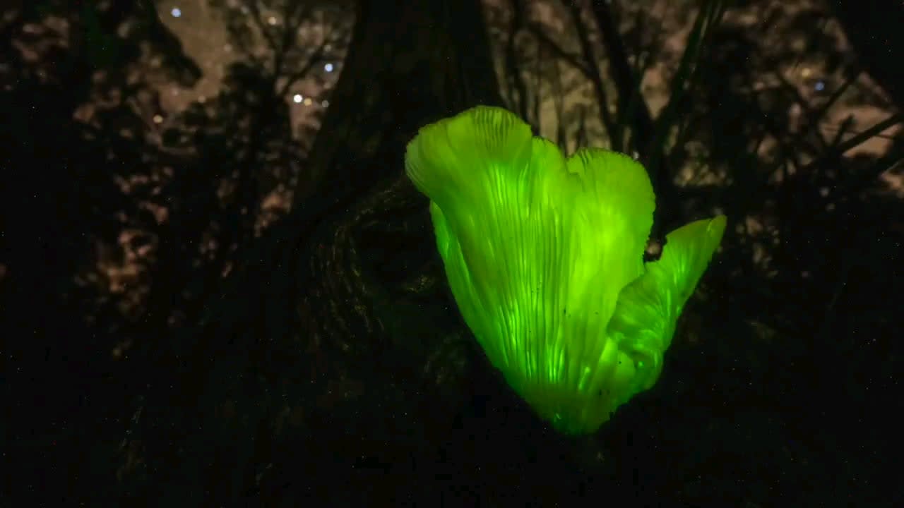 Amazing day to night time-lapse of a Ghost fungus.It has bioluminescent properties and is known to be found primarily in southern Australia and Tasmania.