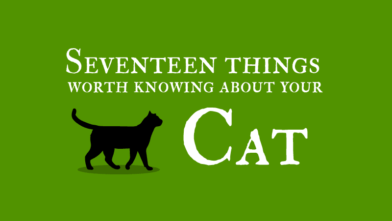 17 Things Worth Knowing About Your Cat