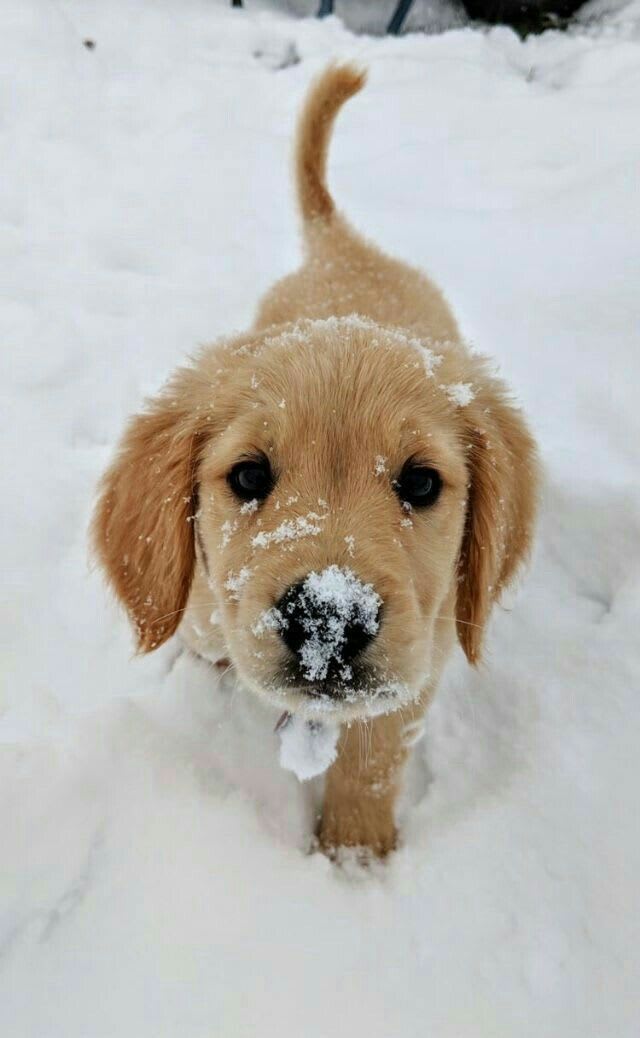 My friend is a pro photographer and he asked me if he could do a photo shoot with my new puppy in the snow. So cute!