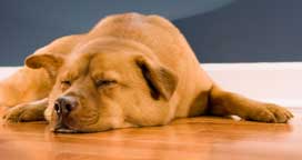 Dogs and Hardwood Floors Guide