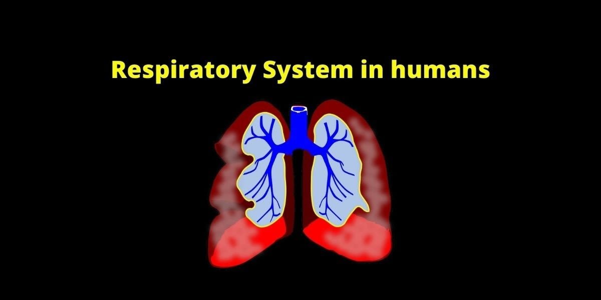 Respiratory System in humans - Life Processes, Class 10