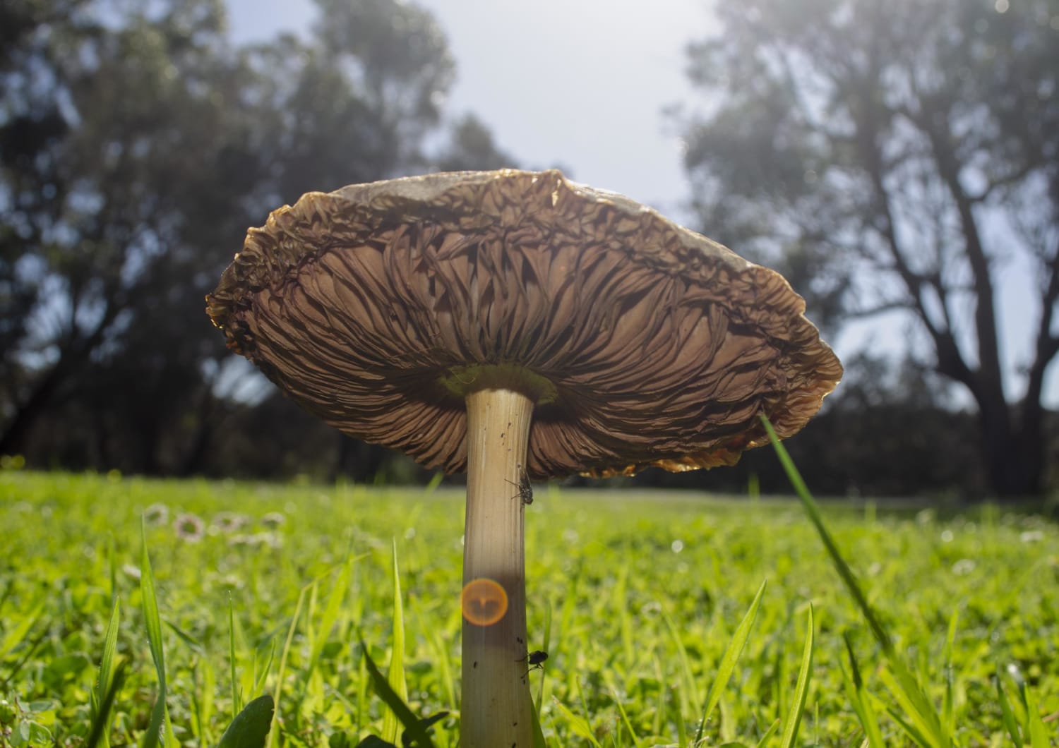 I know nothing about mushrooms but I like photographing them. Western Australia.