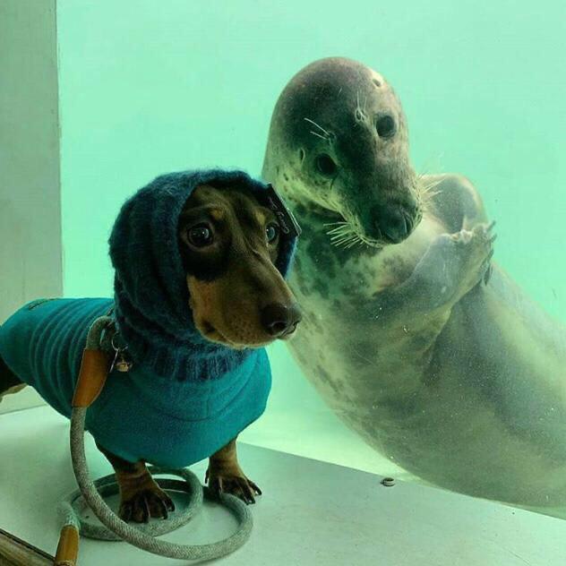 PsBattle: This dog in a goodie and a seal crossing its arms