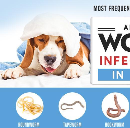 Worm Infections in Dogs - Common Questions and Answers