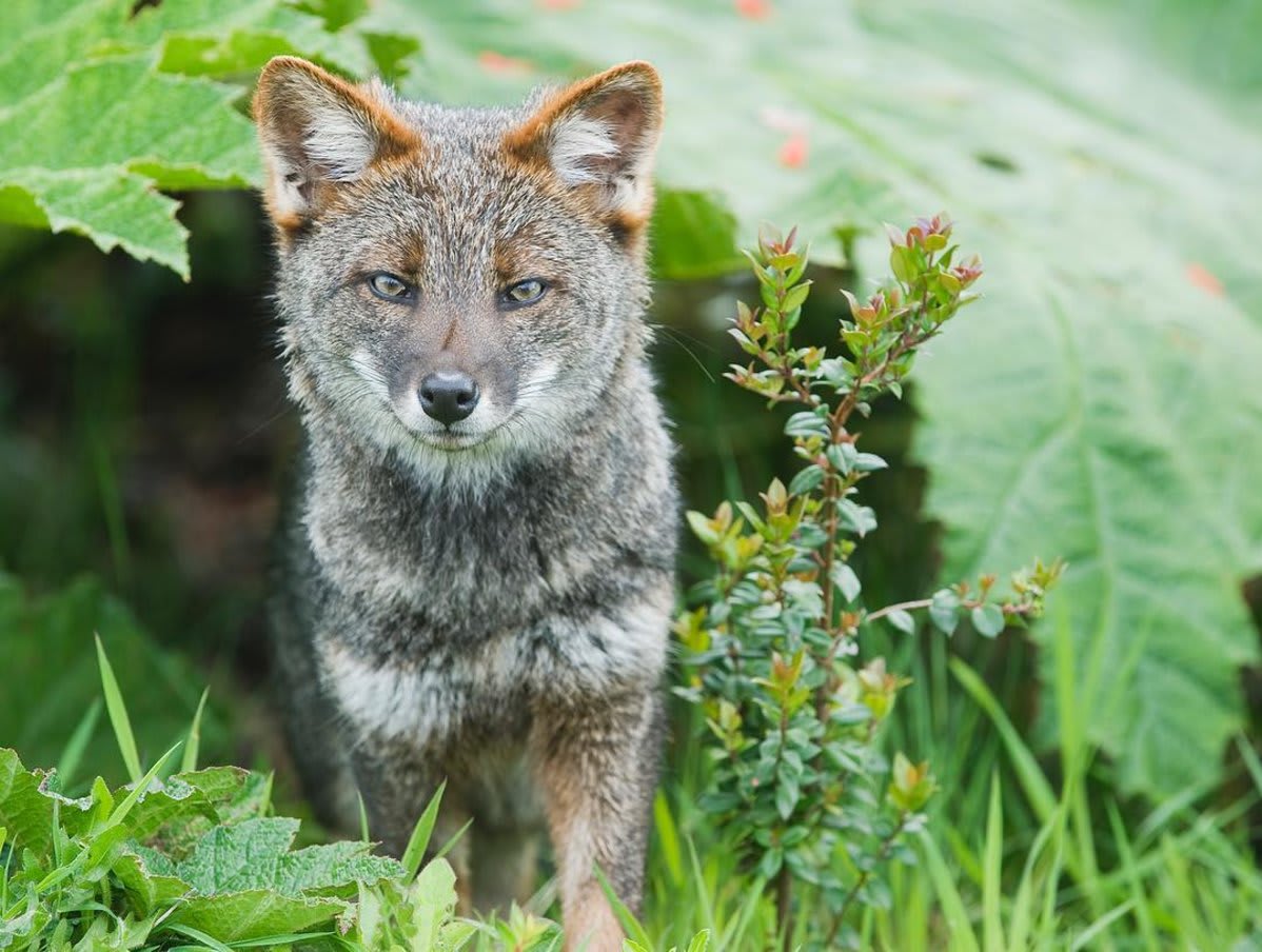 In 1832, this fox-face greeted Darwin's scramble up Chiloé Island. The world of Lycalopex fulvipes 185 years later: