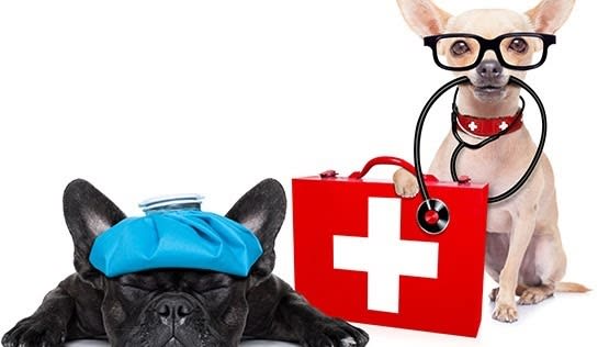 5 Things to Consider When Looking for Pet Insurance
