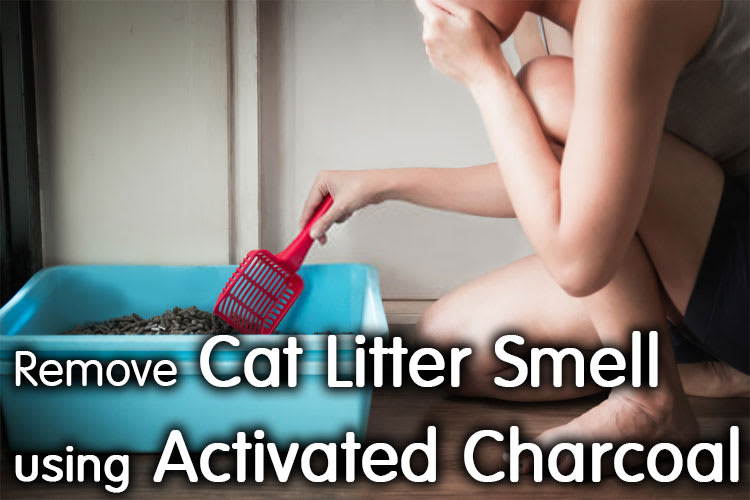 Best Way to Remove Cat Litter Smell using Activated Charcoal