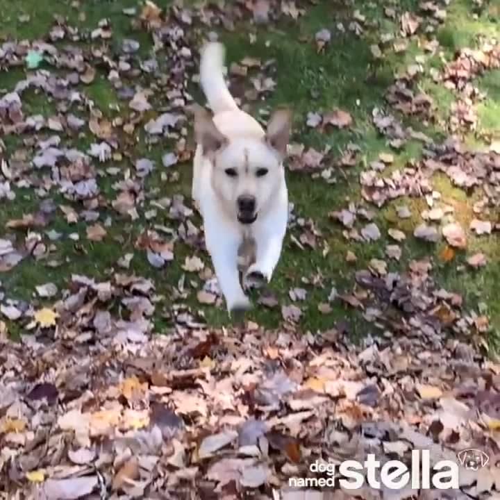 Stella the dog jumping in leaf piles
