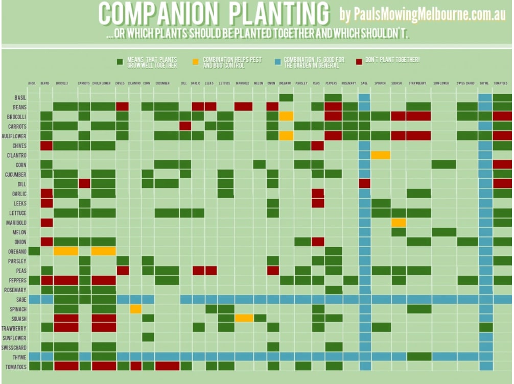 Awesome guide for which vegetables to (or to not) plant together