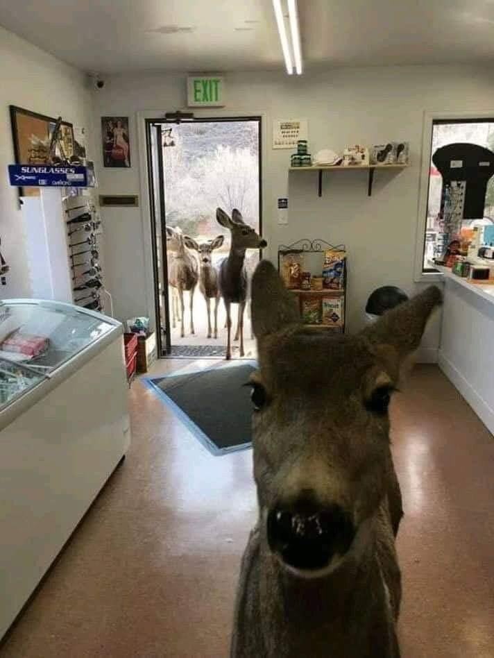 Deer who left a Colorado store earlier comes back 30 minutes later and brings her family