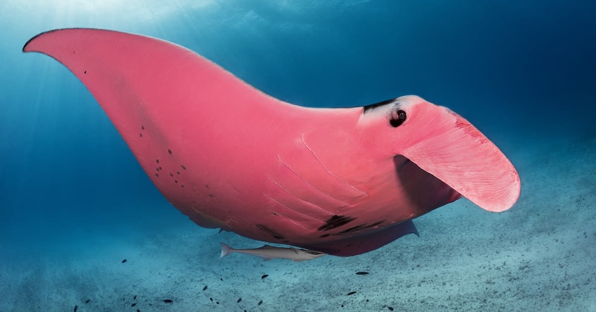Incredible Photos of the World's Only Pink Manta Ray