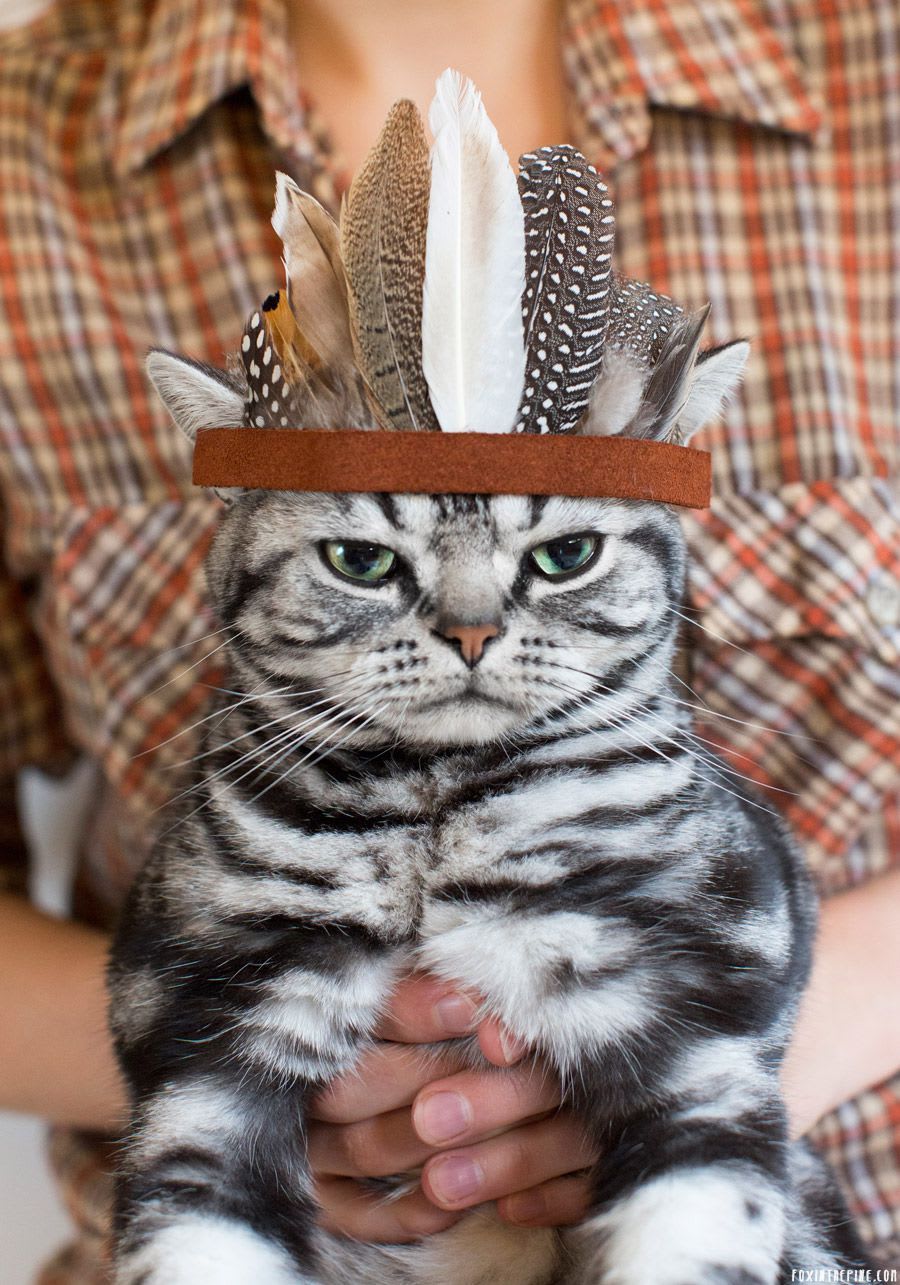 Chief kitty.