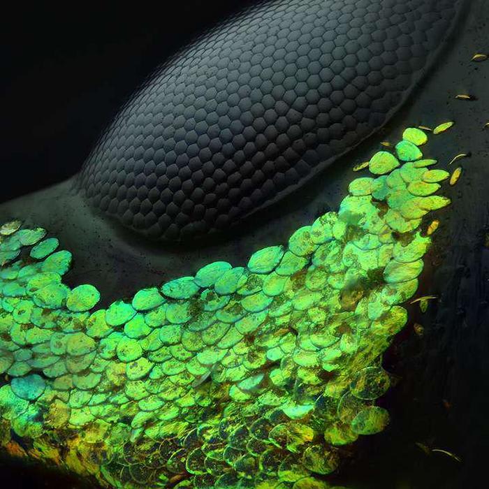 Nikon Small World photo competition reveals nature in minuscule detail