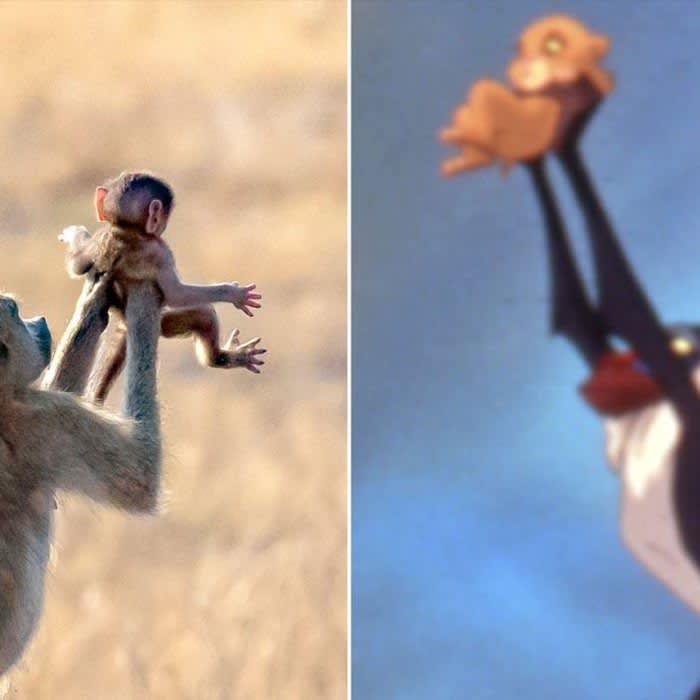 Lion King Come to Life! Wild Monkey Holds Up Baby Just Like Little Simba