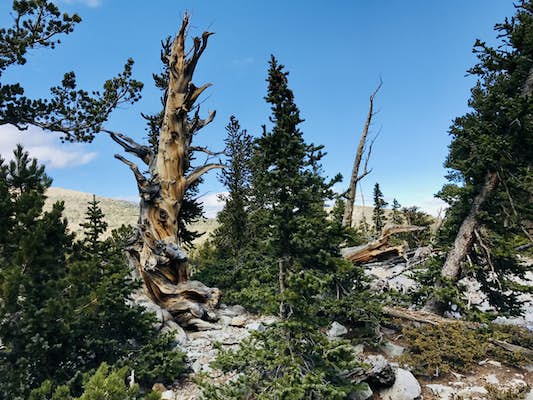What it's like to hike among 5000-year-old trees