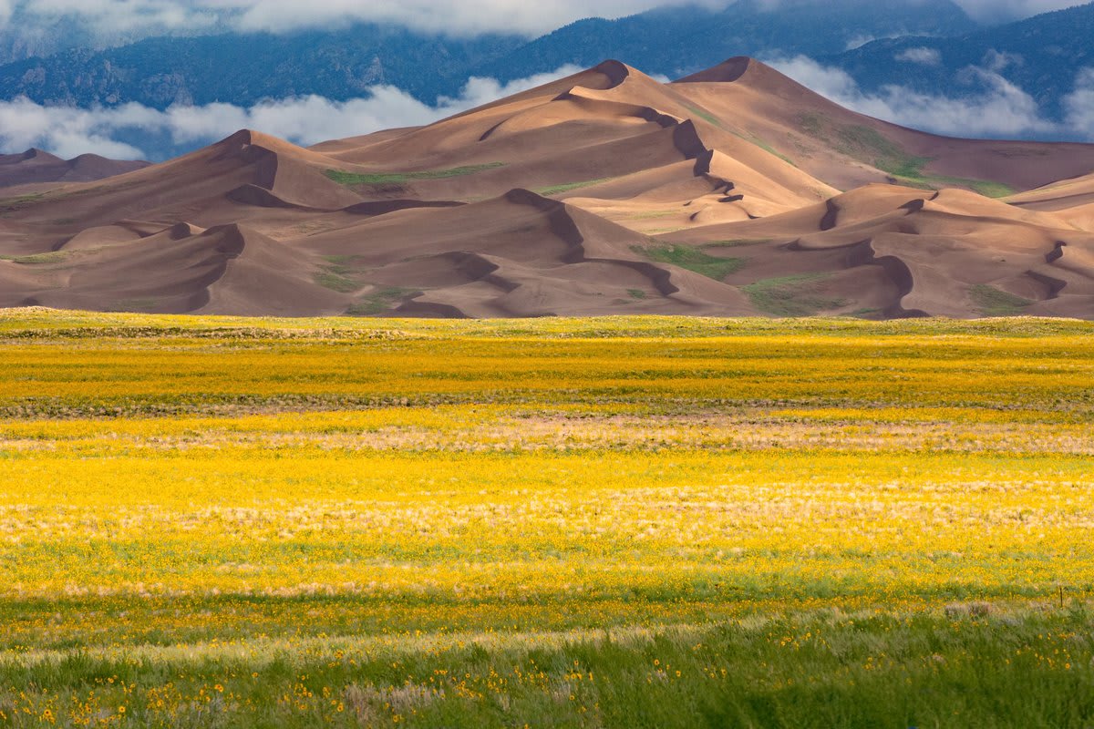 August created an incredible bloom of prairie sunflowers at @GreatDunesNPS in Colorado! A dry spring and wet early summer were the right combination to produce millions of sunflowers in the vast grasslands that surround the dunes.