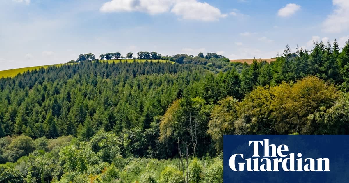 'It's good for the soul': the mini rewilders restoring UK woodland
