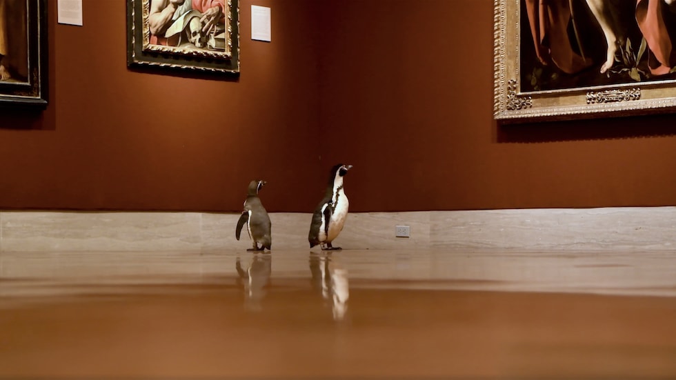 Penguins wander empty art museum, director says they seem to prefer Caravaggio over Monet