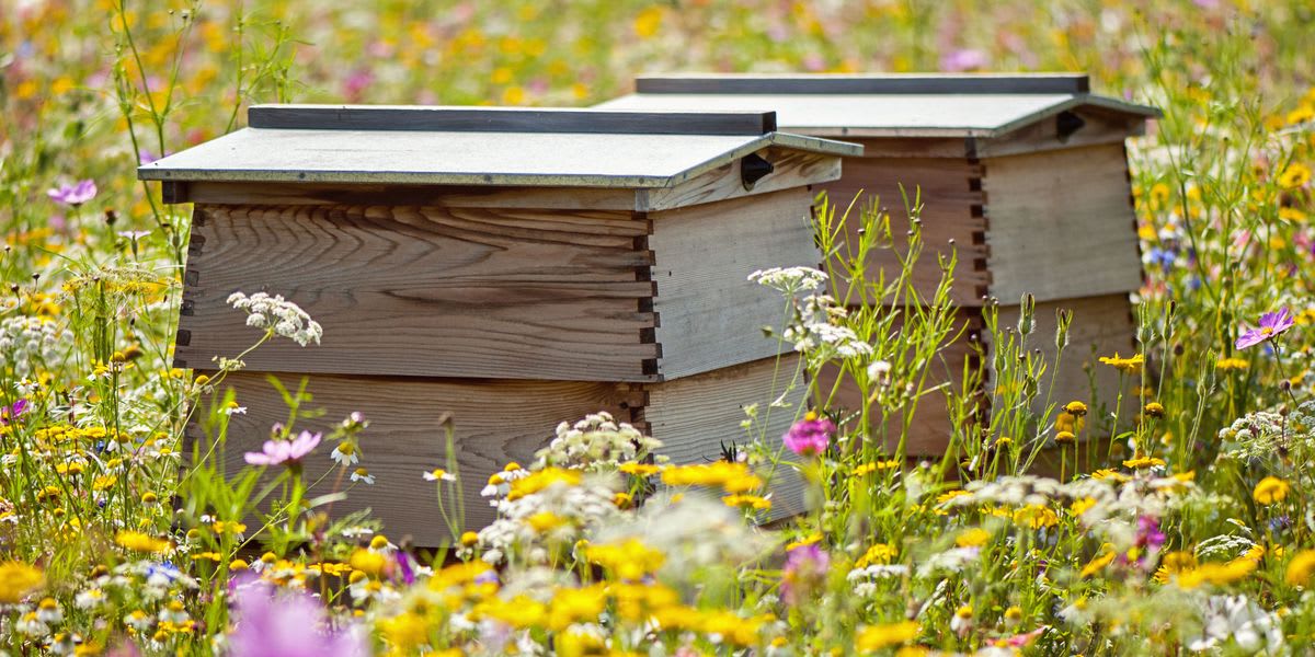 The ultimate guide to beekeeping for beginners