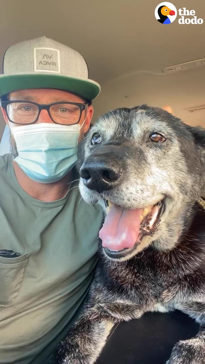 Guy picks up a confused 16-year-old dog from the shelter so he doesn't die alone — months later he's galloping around the yard after his foster dad 😍 😍