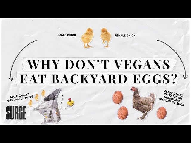 Why don't vegans eat backyard eggs? [8:13]