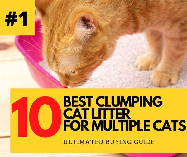 10+ Best Clumping Cat Litters [2020 Buyer’s Guide & Reviews]