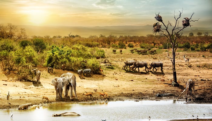 Take An Unforgettable African Wildlife Safari