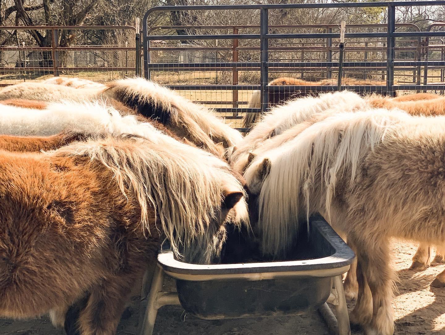 Miniature horses are actually bred to look just like tiny versions of a full sized horse and typically have the more refined features of a larger horse, compared to the stockier and larger yet still small pony.