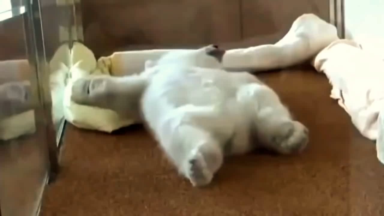 Baby polar bear struggles to wake up after a nap, proceeds to nap again.