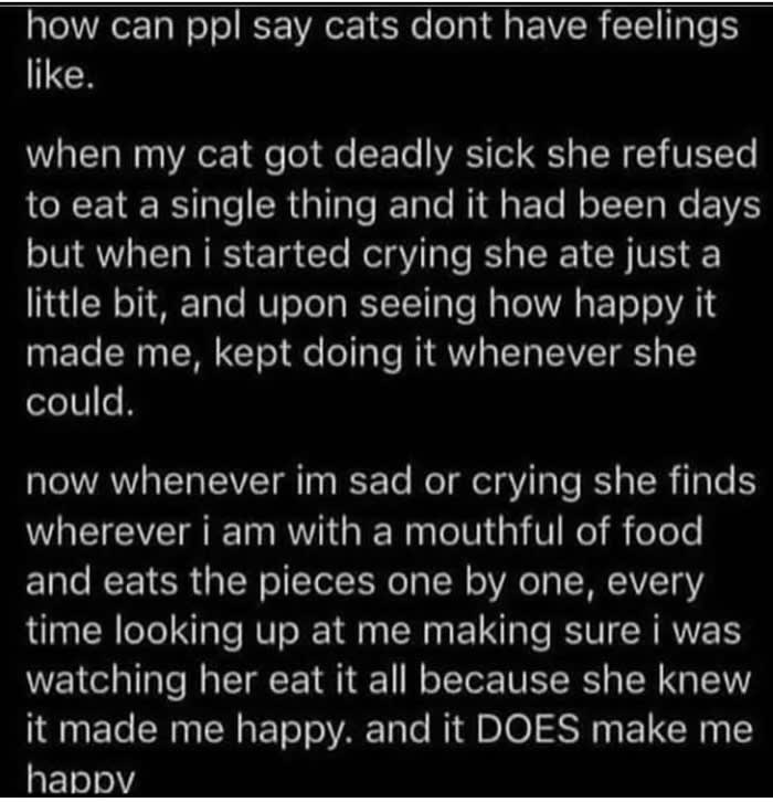 Cats can be as sweet as kids