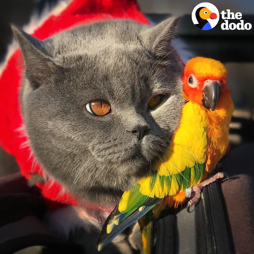 This parrot jumps on her favorite cat's back whenever she wants to go for a walk with him 💚