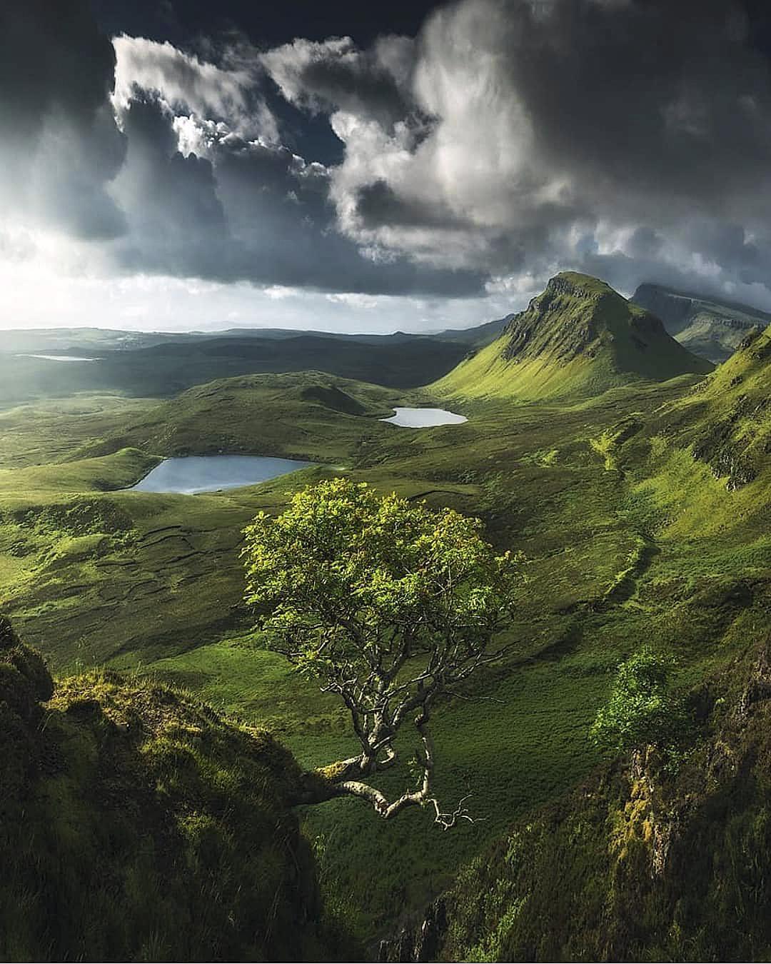 Tree growing from the side of a cliff in the Scottish Highlands, Isle of Skye