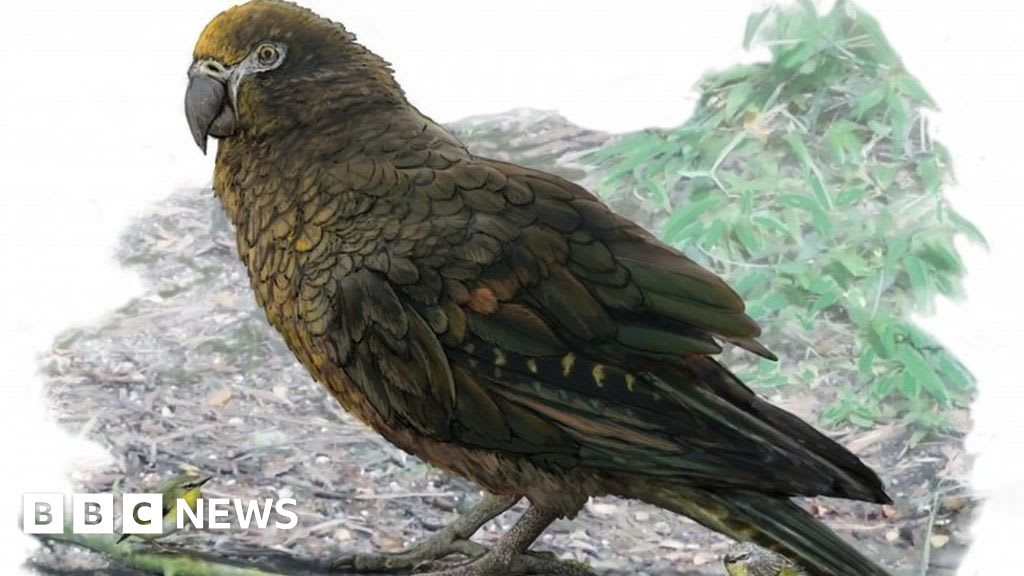 Ancient parrot in New Zealand was 1m tall, study says