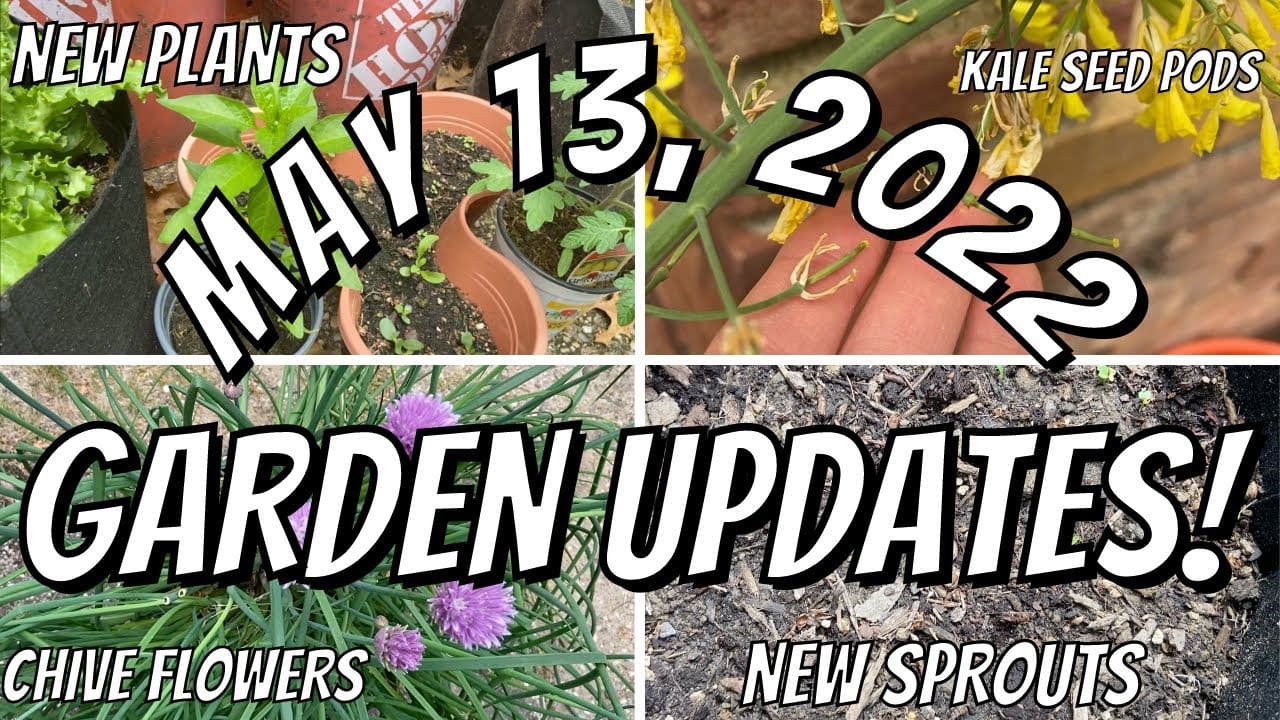 Bucket Garden Updates | May 13 | BAD NEWS, Kale Seed Pods, New Plants, New Sprouts, & MORE!