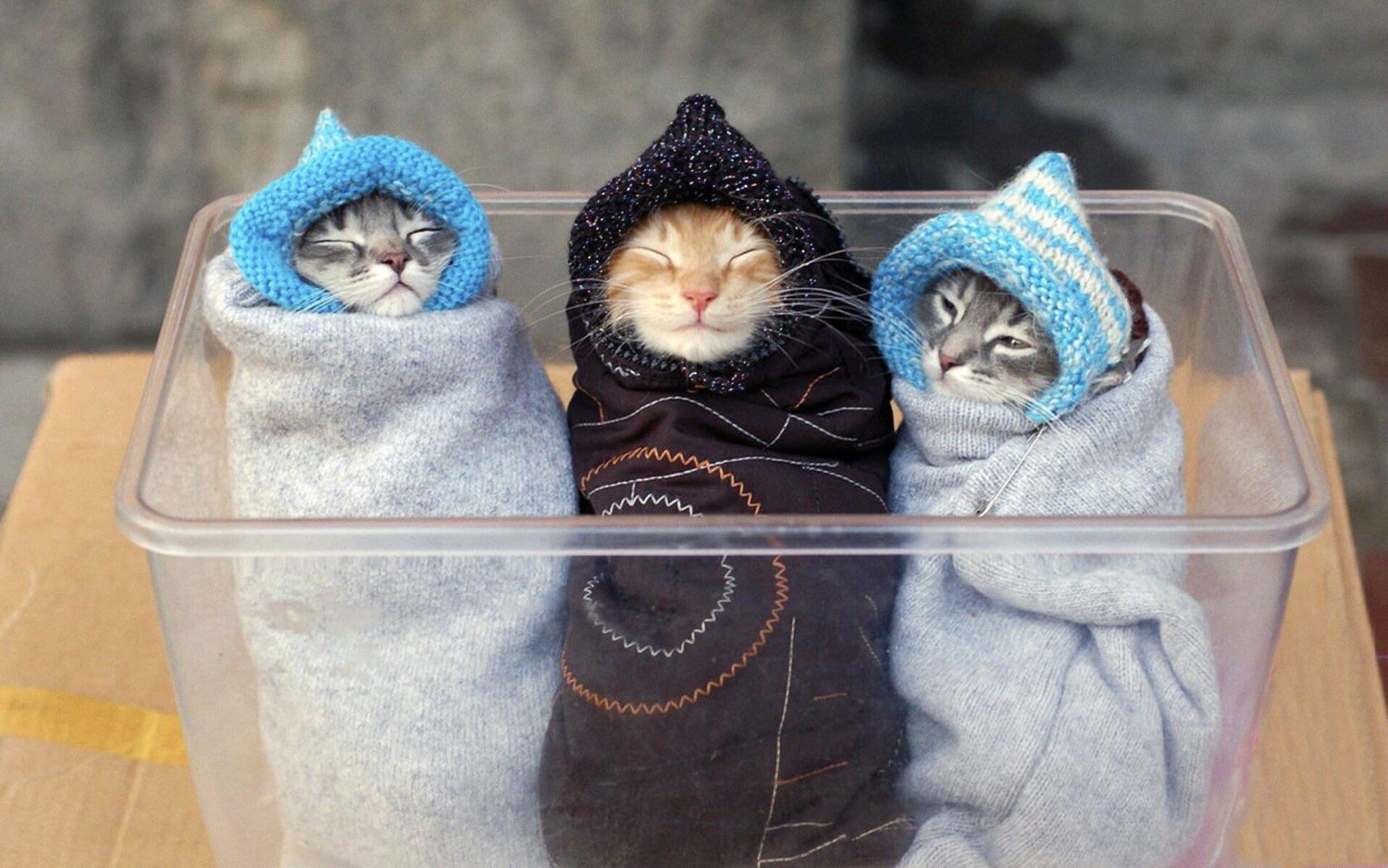 PsBattle: These wrapped up kittens