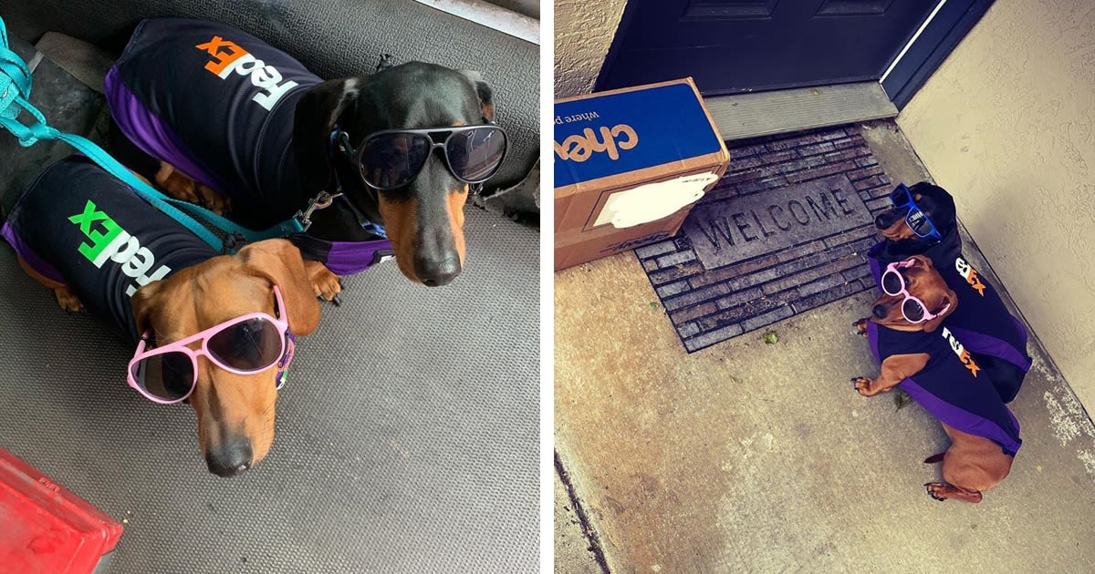 FedEx Driver Takes His Dachshunds on Deliveries With Him After Their Doggy Daycare Closes