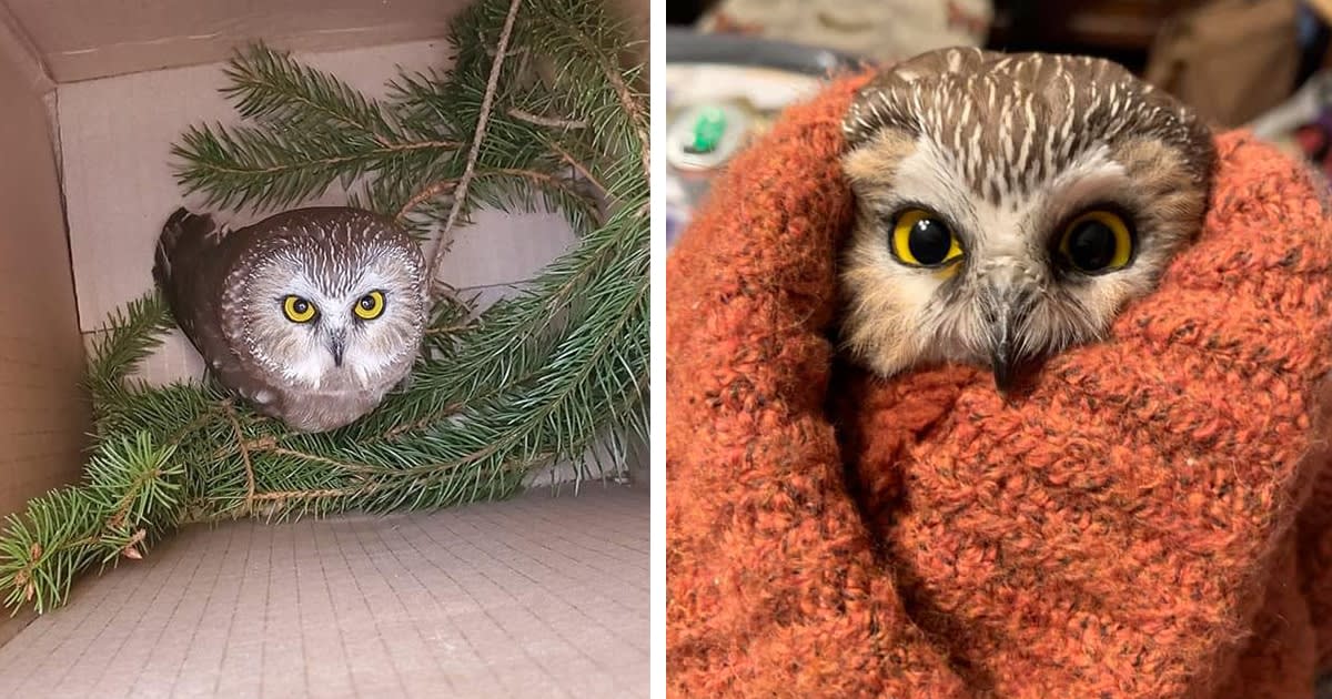Adorable Little Owl Is Found in Rockefeller Christmas Tree After Traveling 170 Miles