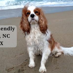 Dog-Friendly Vacations: Dog-Friendly Outer Banks: Duck, North Carolina