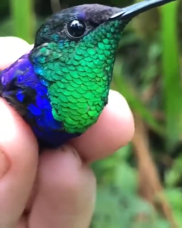 The hummingbird's feathers look incredibly beautiful