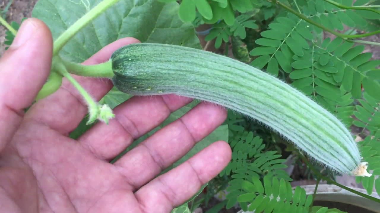 How to Grow Organic Cucumbers in Containers